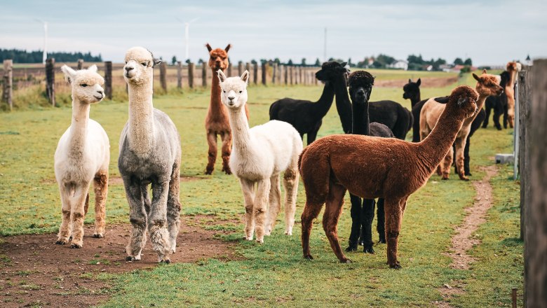 Eine Gruppe von Alpakas steht auf einer grünen Weide mit einem Zaun im Hintergrund.