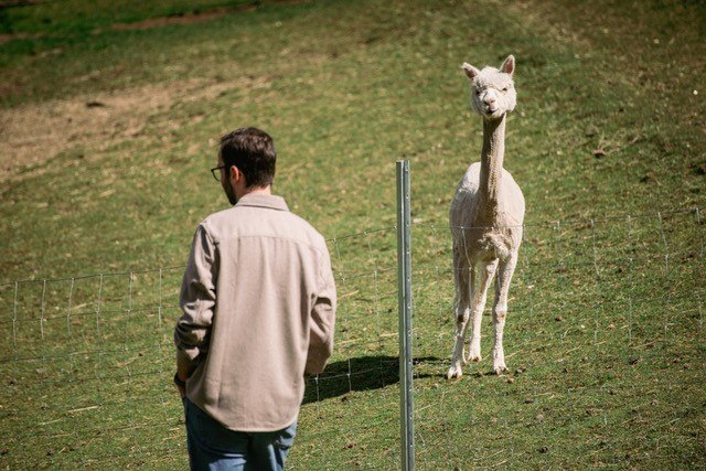 Alpacas, © Eichbergers