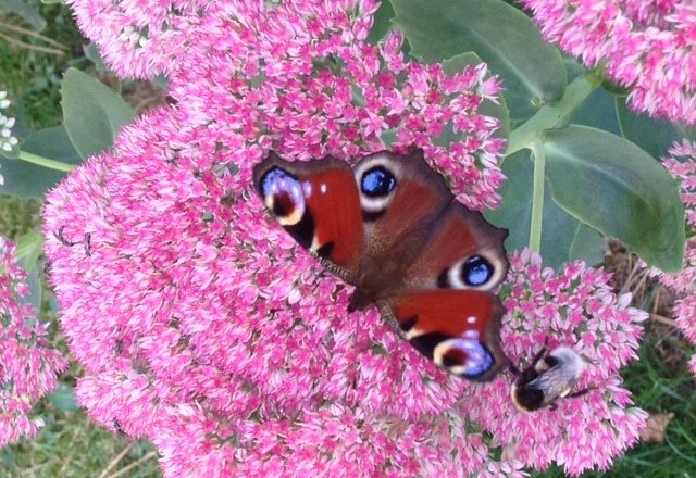 Ein Schmetterling und eine Biene auf rosa Blüten.