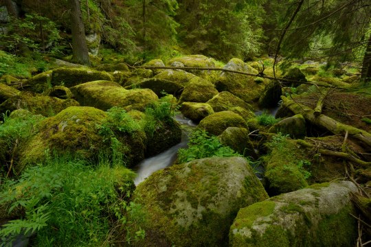 Kleine Schütt bei Rappottenstein, © Waldviertel Tourismus, MatthiasSchickhofer