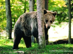 Beeren-B&auml;ren-Weg, &copy; Waldviertel Tourismus