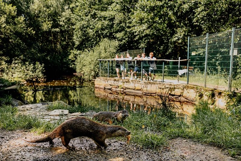 Zwei Otter laufen auf einem Pfad, während im Hintergrund Menschen hinter einem Zaun stehen und zuschauen.