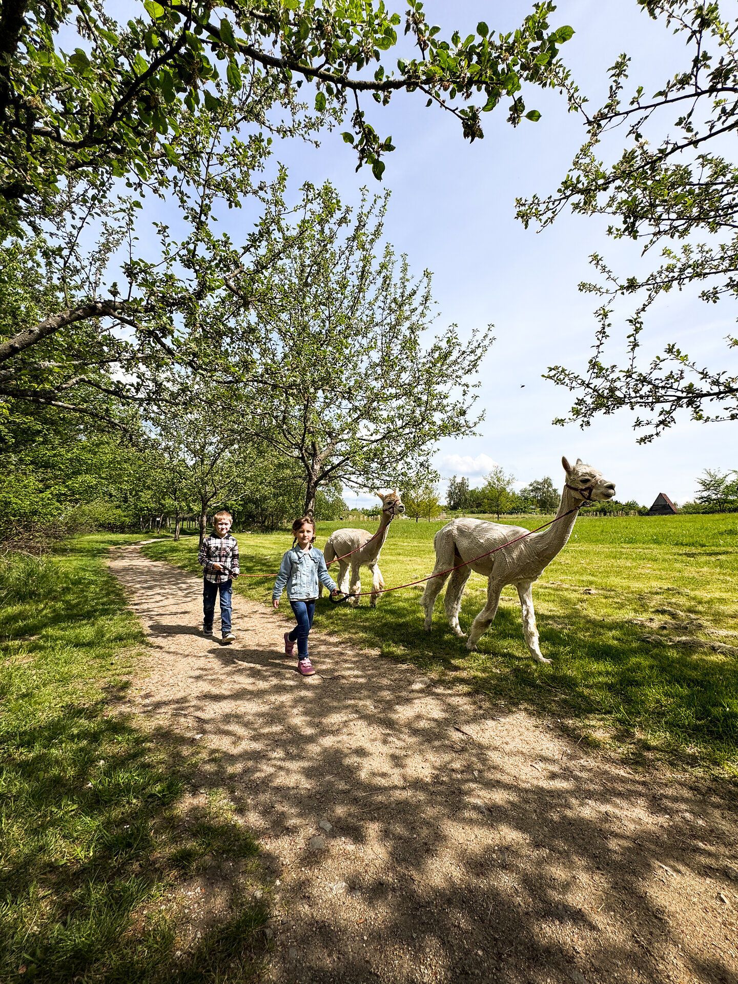 Ein sonniger Tag im Naturpark Heidenreichsteiner Moor lädt zu einem unvergesslichen Spaziergang ein. Zwei fröhliche Kinder schlendern entspannt entlang des schmalen Weges, während sanfte Alpakas neugierig an ihrer Seite grasen. Die blühenden Bäume und die grüne Wiese schaffen eine harmonische Kulisse, die die Seele baumeln lässt.