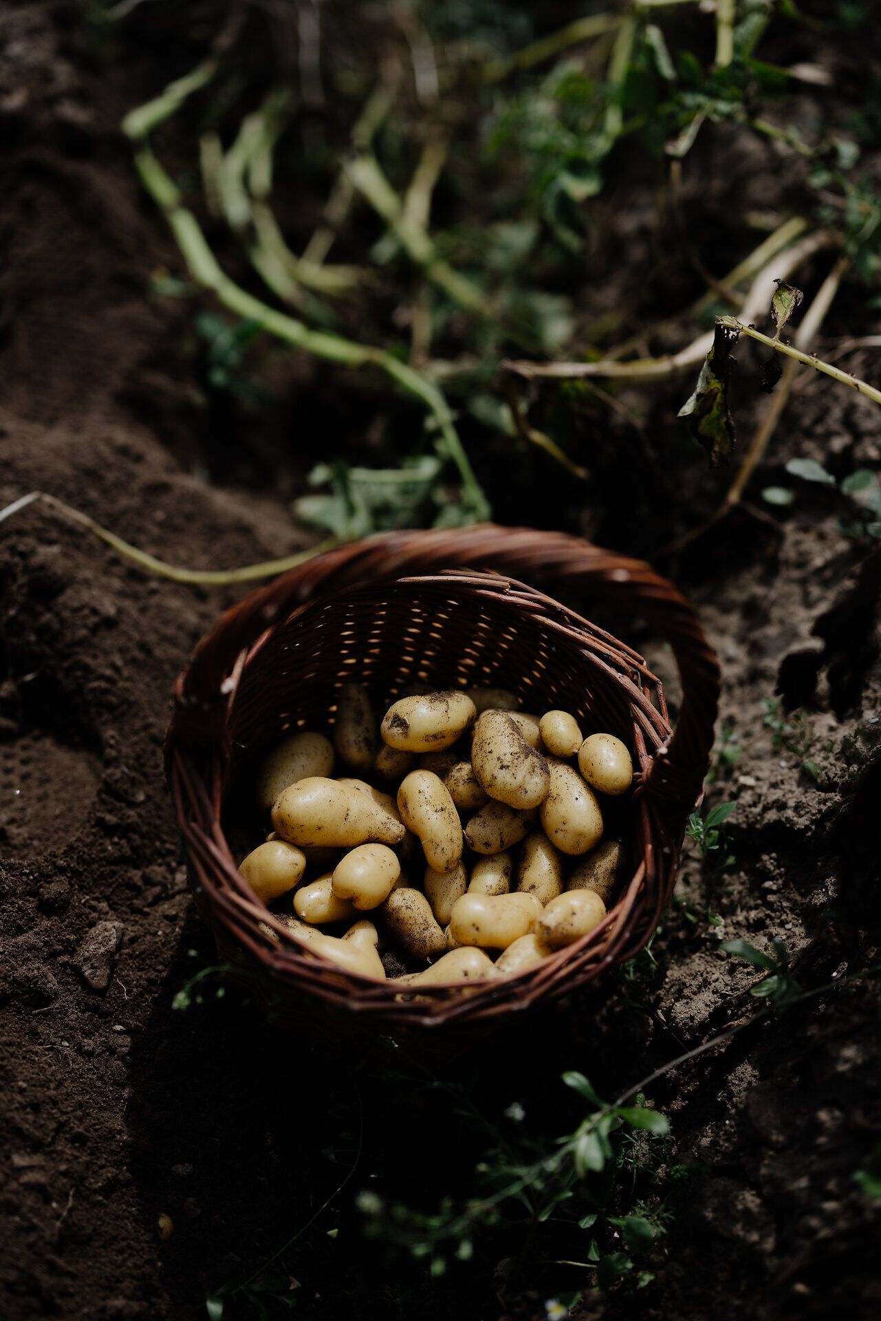 In einem rustikalen Korb liegen frisch geerntete Kartoffeln, die die reiche Erntezeit symbolisieren. Die Erde um sie herum zeugt von der harten Arbeit der Landwirte und der Fülle der Natur. Ein Anblick, der die Sinne anregt und die Vorfreude auf köstliche Gerichte weckt.