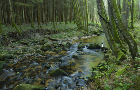 Idyllisches Gabrielental im Waldviertel mit dichtem Wald, klaren Bächen und ruhigen Wanderwegen