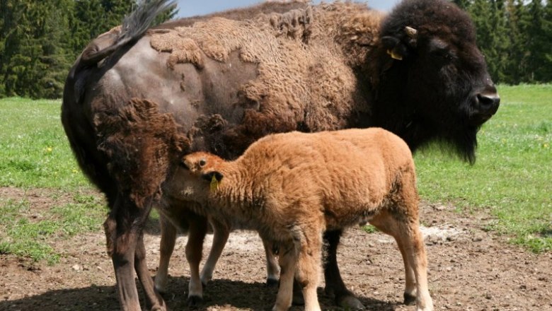 Bison, &copy; Baumis Bisonranch
