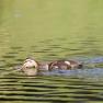 Eine junge Ente schwimmt auf einem Teich.
