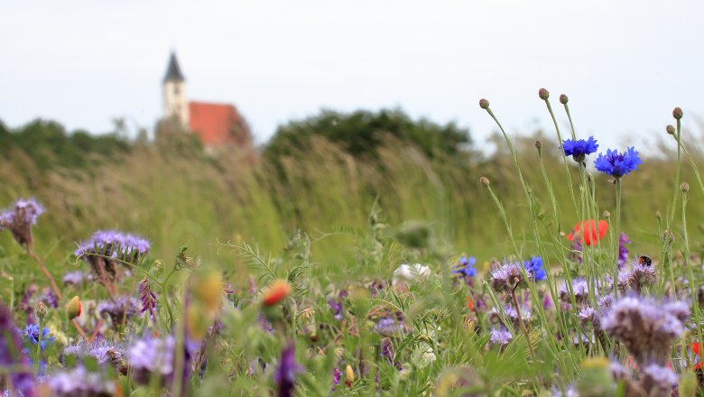 mohnblumen-mit-aussenansicht-kloster_pernegg-krobath_barbara-22, © Krobath Barbara
