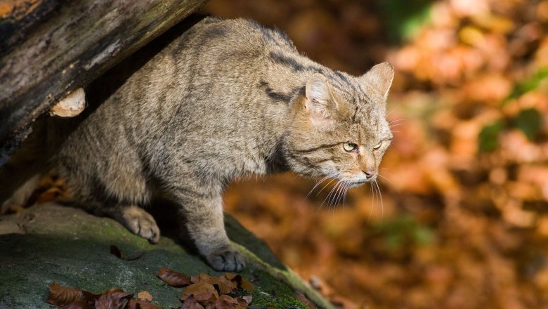 Wild cat, © D. Manhart