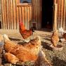 Du kannst dir mit unserer Begleitung dein Bio Frühstücksei direkt morgens bei den Hühnern abholen., © Familie Klein