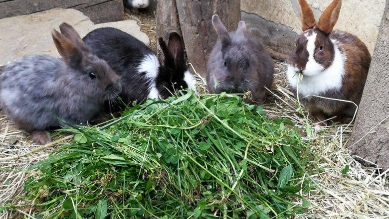 Urlaub am Mayerhof, © Familie Mayer