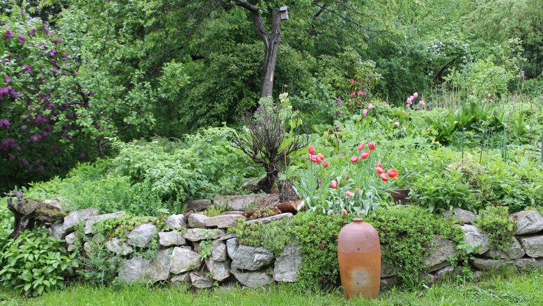 Ein grüner Garten mit Steinmauer, roten Tulpen und einem großen Tonkrug.