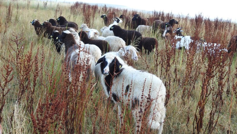 Schafe auf der Weide, © Zauner 2023