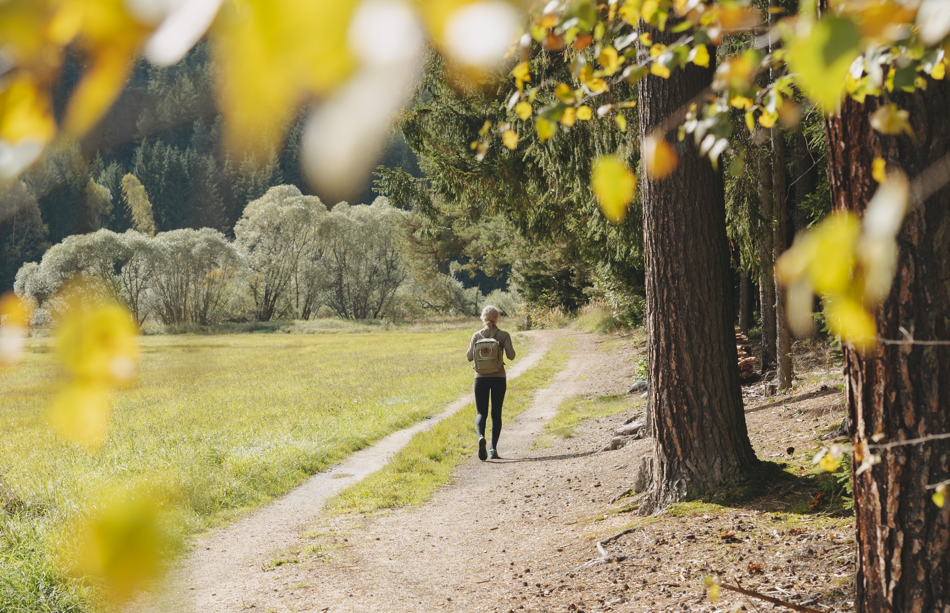 Eine Person wandert auf einem Waldweg, umgeben von Bäumen und Wiesen im Sonnenlicht.