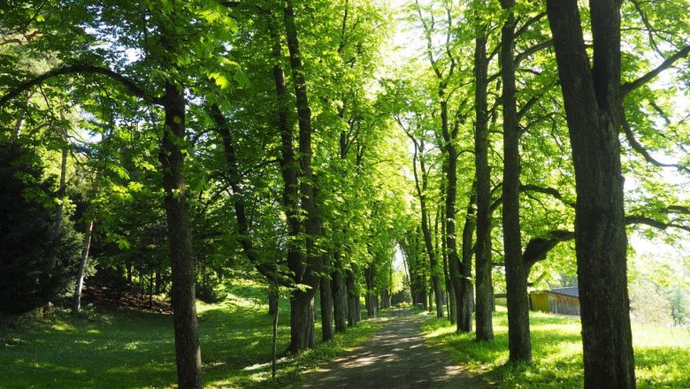 Kastanienallee, © Elfi Lumesberger