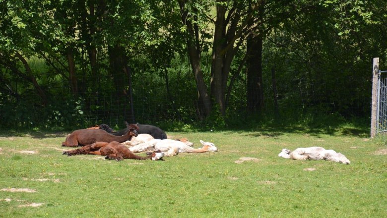 Ein Schläfchen in der Sommerhitze, © Crooked Creek Ranch Alpakas-Waldviertel
