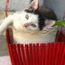 Knappenhof - unsere Hofkatze, © Familie Hahn