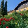 Ein gelbes Haus mit Holzverkleidung, umgeben von roten Tulpen und grüner Wiese unter blauem Himmel.