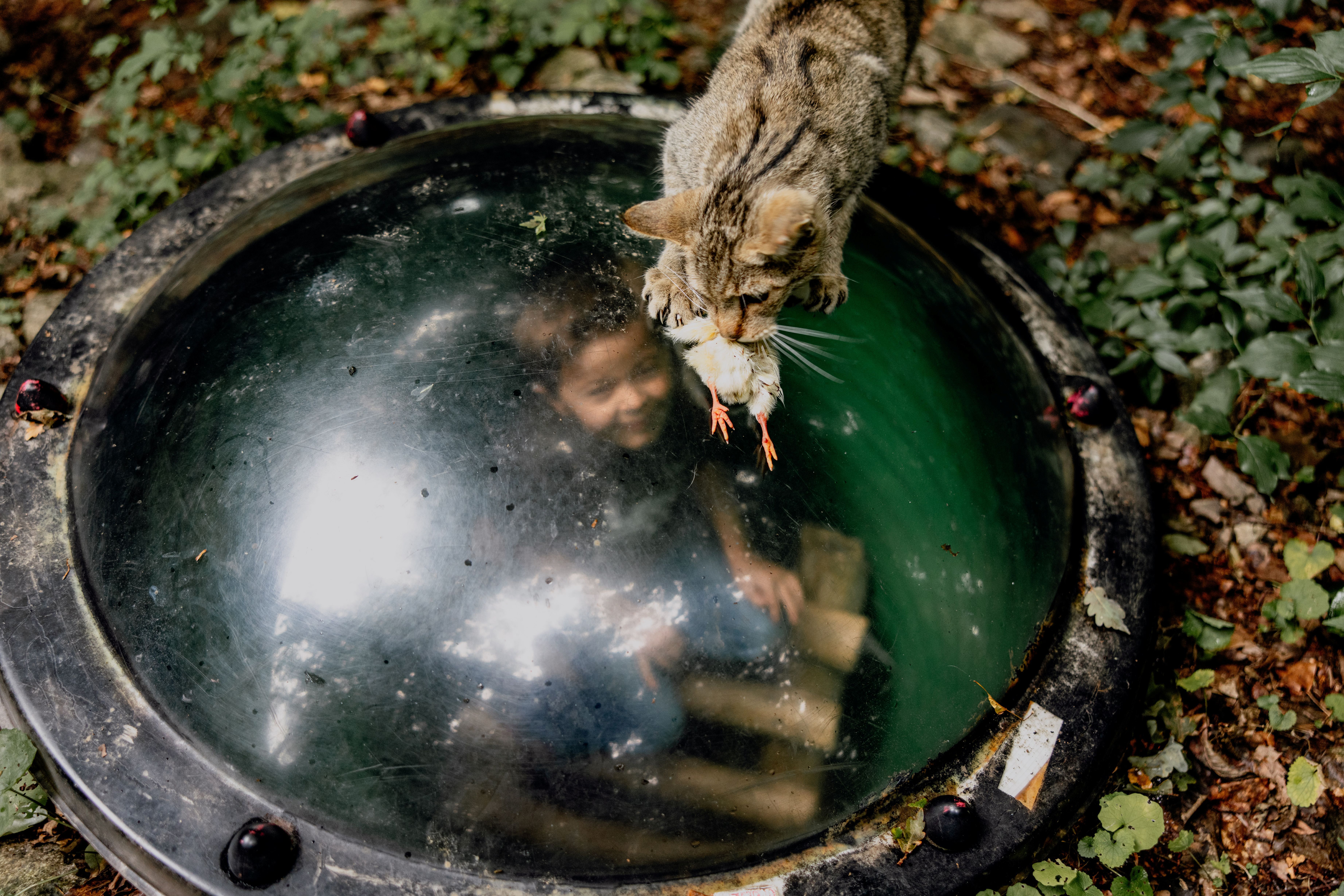 Wildkatzenanlage