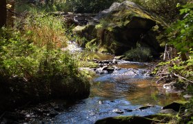 Ein kleiner Bach fließt durch einen bewaldeten Bereich mit Moos und Pflanzen.