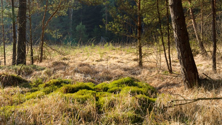 Haslauer Moor, © Waldviertel Tourismus, Matthias Schickhofer