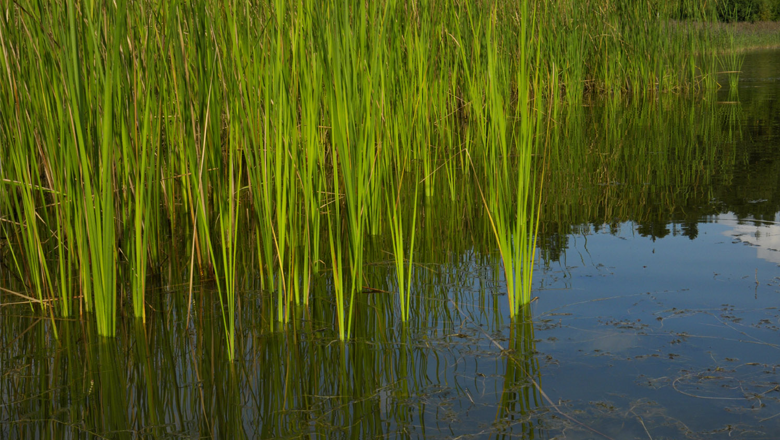 Mitterteich, Hoheneicher Teiche, © Matthias Schickhofer