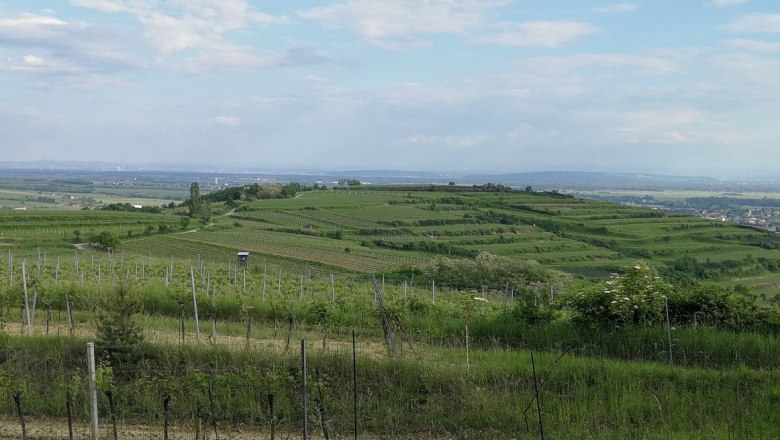 Weinberge auf dem Gaisberg mit weitem Blick über die Landschaft.