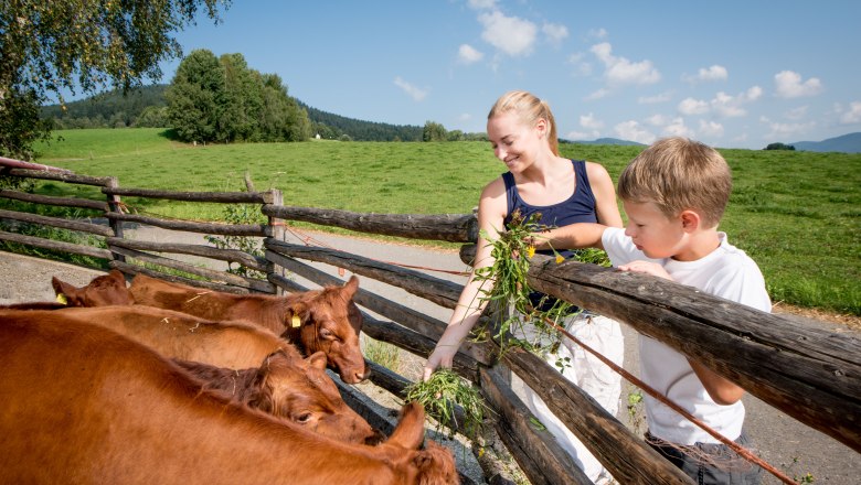 Angus cattle, organic farm Prannleithen, &copy; Waldviertel Tourismus, ishootpeople.at