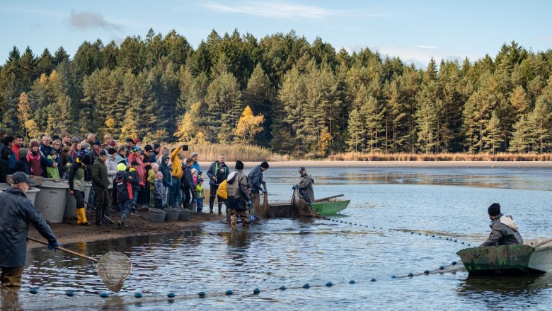 Abfischen am Bruneiteich Heidenreichstein, © Waldviertel Tourismus, Claudia Schlager