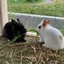 Knappenhof - unsere Kaninchen, © Familie Hahn