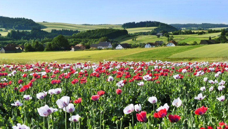 Mohnblüte im Waldviertel, © Waldviertel Tourismus, Robert Herbst