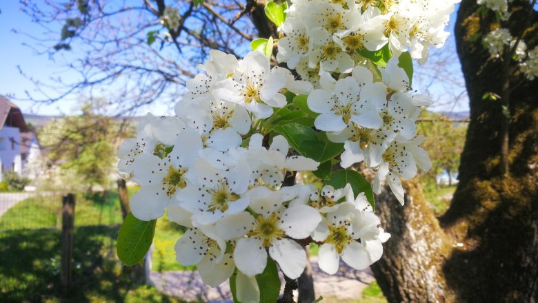 Blühender Obstbaum im Frühling