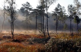 Morgenstimmung im Naturpark Heidenreichsteiner Moor, © Wolfgang Dolak