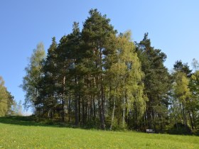 2 Baumgruppe mit Opferstein, © Stadtgemeinde Groß Gerungs