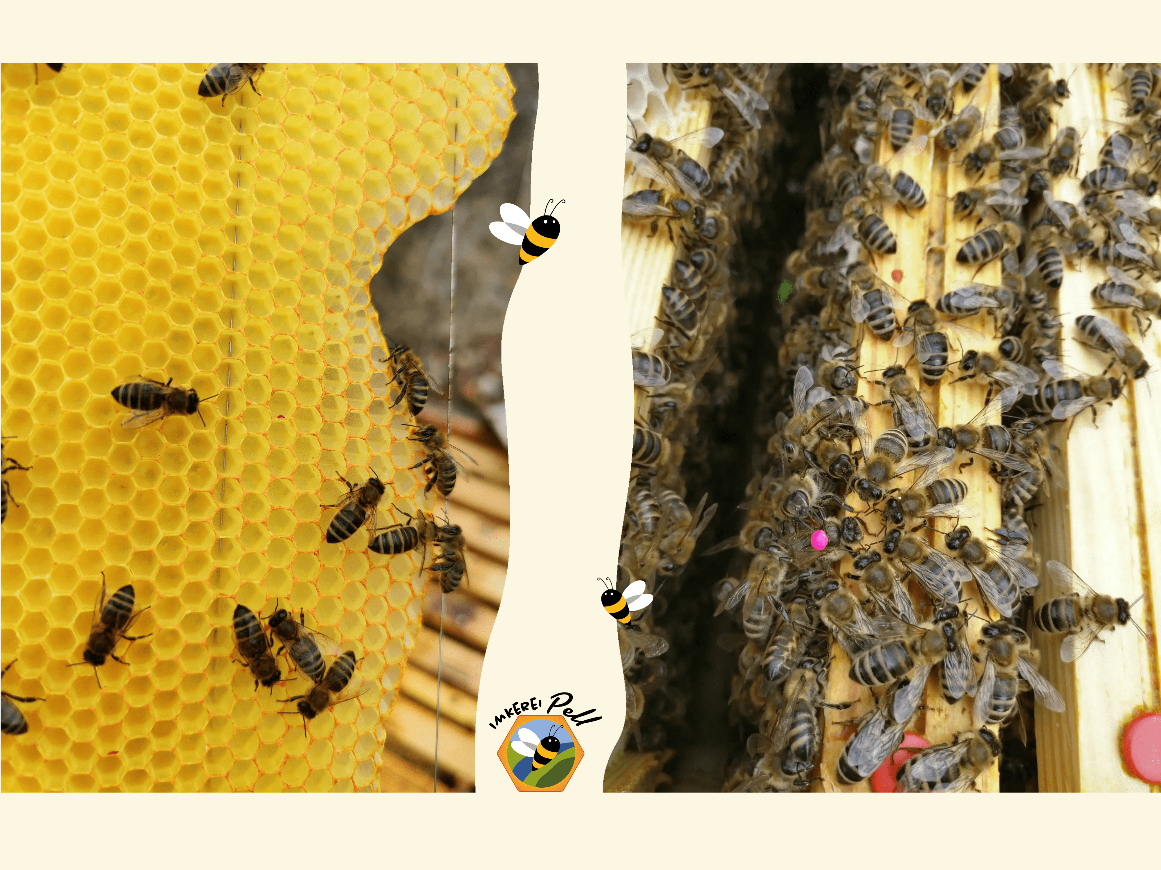 Zwei Bilder von Bienen auf Waben und Holzrahmen, getrennt durch eine Biene-Grafik.