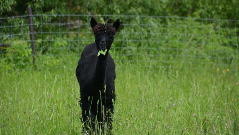 Tamina, © Crooked Creek Ranch Alpakas-Waldviertel