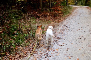 Wandern mit Hund, © Waldviertel Tourismus