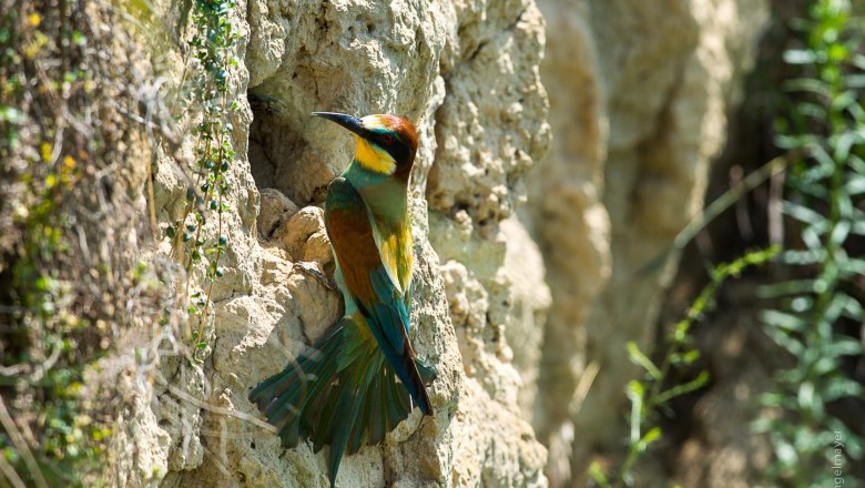 Bienenfresser im Naturpark Kamptal-Schönberg, © F. Gangelmayer