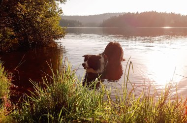 Baden mit Hund, © Waldviertel Tourismus