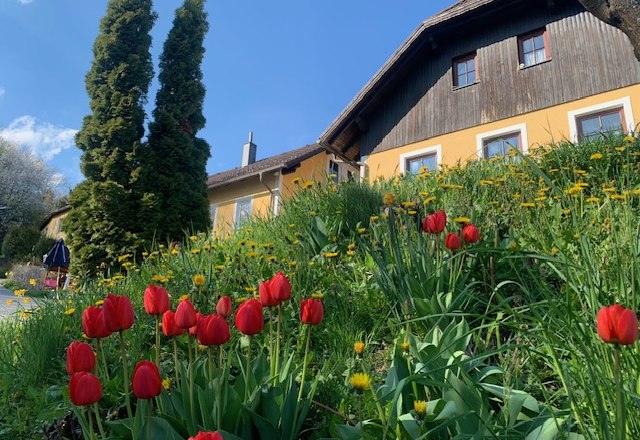 PilgerRosenhof, © Sabine Kerschbaumer Ein gelbes Haus mit Holzverkleidung, umgeben von roten Tulpen und grüner Wiese unter blauem Himmel.