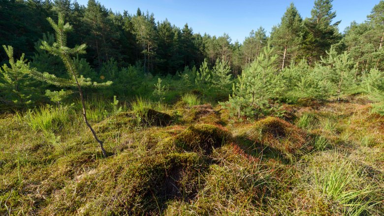 Haslauer Moor, © Waldviertel Tourismus, Matthias Schickhofer