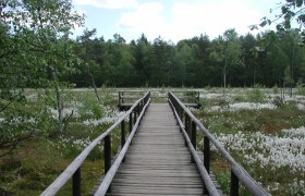 Prügelsteg Naturpark Heidenreichsteiner Moor, © Naturparkverein