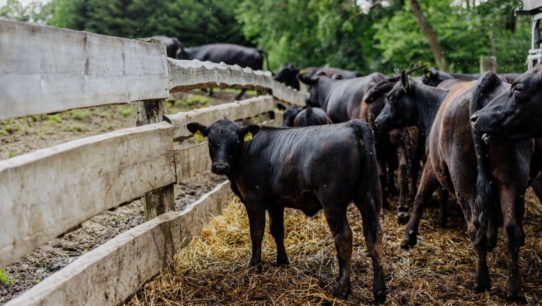 A group of black cattle stands behind a wooden fence on a farm.