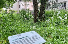 Blumenwiese vor Schloss Schiltern mit Infotafel im Vordergrund.