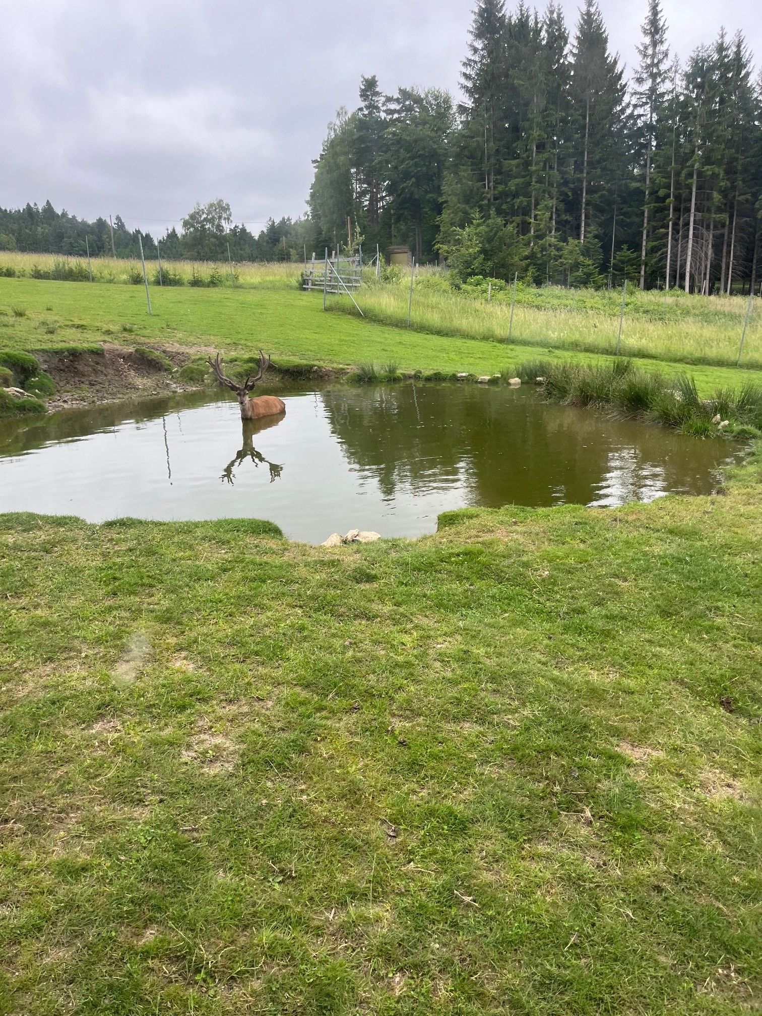 Ein Hirsch steht in einem kleinen Teich auf einer grünen Wiese, umgeben von einem Wald und einem Zaun.