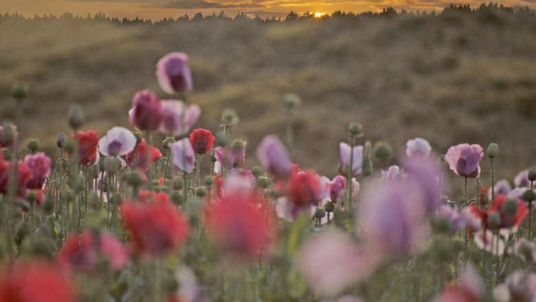 Ein Mohnfeld bei Sonnenuntergang mit roten und rosa Blüten im Vordergrund.