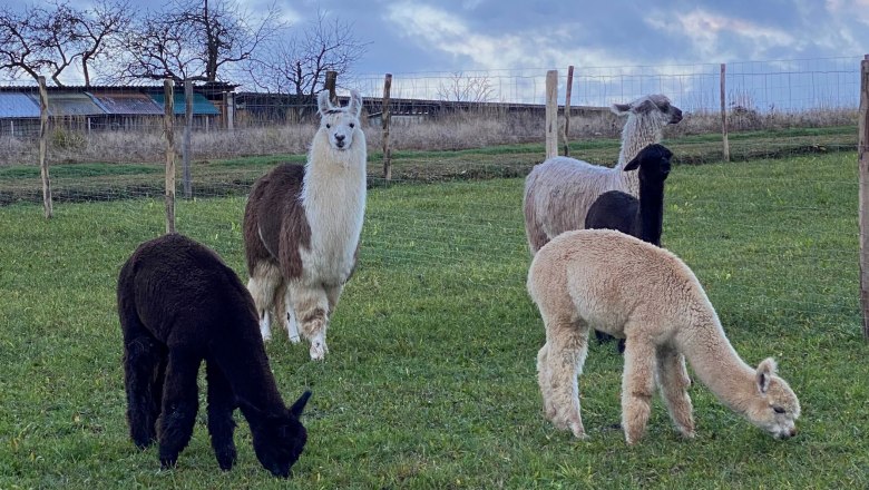 Stallions, © Hofstetter Ranch