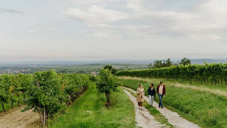 WEINWEG Langenlois, © Niederösterreich Werbung/Julius Hirtzberger