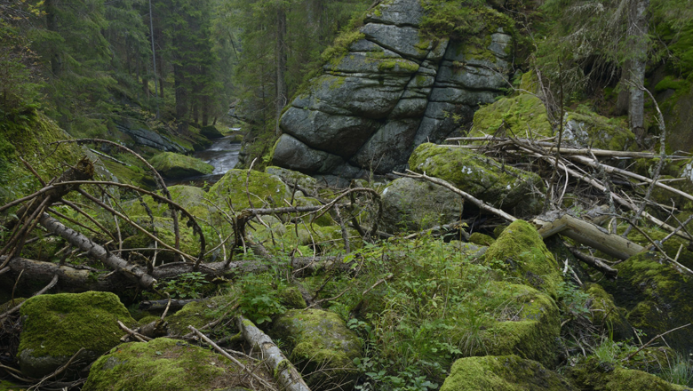Moosbedeckte Felsen und umgestürzte Bäume in einer bewaldeten Schlucht.