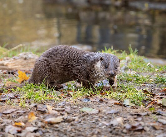 Ein Fischotter frisst am Ufer, w&auml;hrend Menschen im Hintergrund zuschauen.